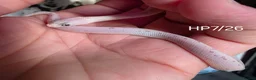 Corn Snake reptiles for sale: Palmetto and caramel palmetto corn snakes  - Advert 26