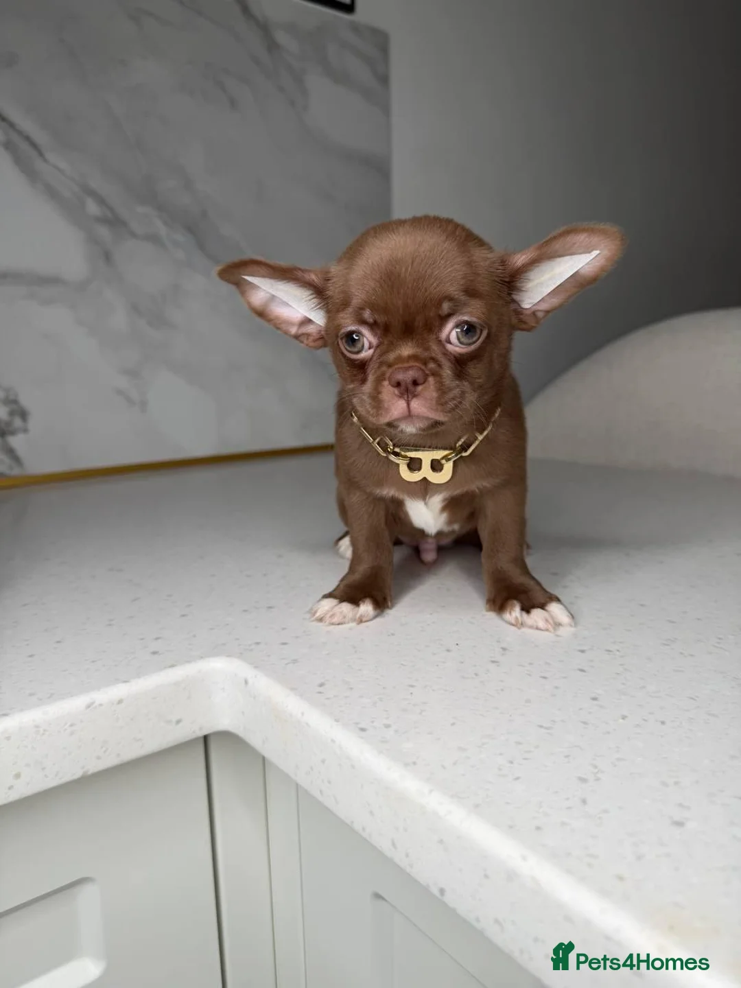 Chihuahua dogs for sale: Five Little Hearts Gorgeous Chihuahua Puppies in London - Advert 2