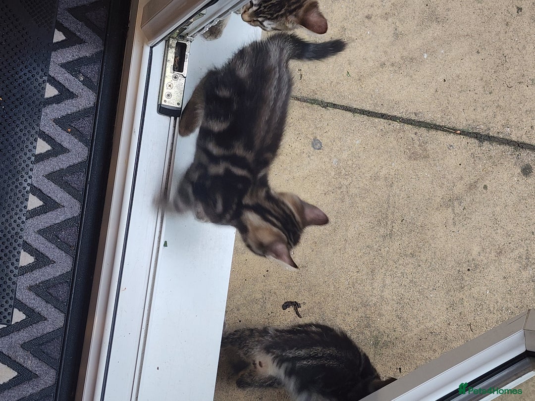 European cats for sale: 7 Lovely tabby kittens for sale - Image 15