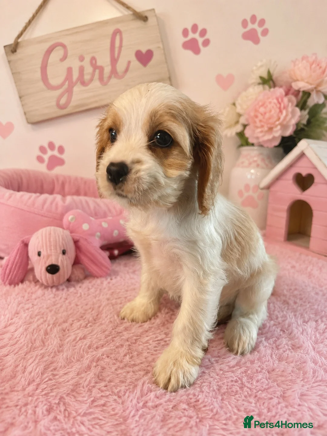 Cavapoo dogs for sale: ** RARE COLOURED DNA CLEAR CAVAPOO PUPPIES ** - Advert 2
