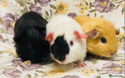 Guinea Pig rodents for sale: Beautiful mix of baby male Guineapigs  - Advert 1