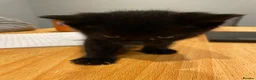 Mixed Breed cats for sale: Kittens for sale  - Advert 13