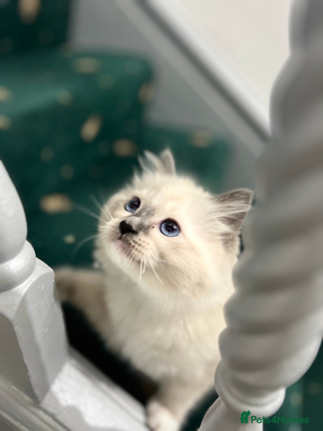 Ragdoll cats for sale: Meet Special joy - Image 23