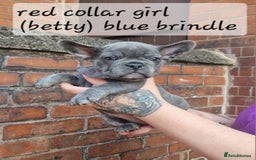 French Bulldog dogs for sale: Beautiful brindle french-bulldog girl left!  - Image 11