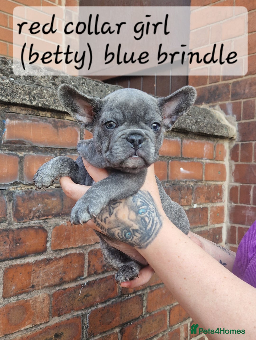 French Bulldog dogs for sale: Beautiful brindle french-bulldog girl left!  - Image 11