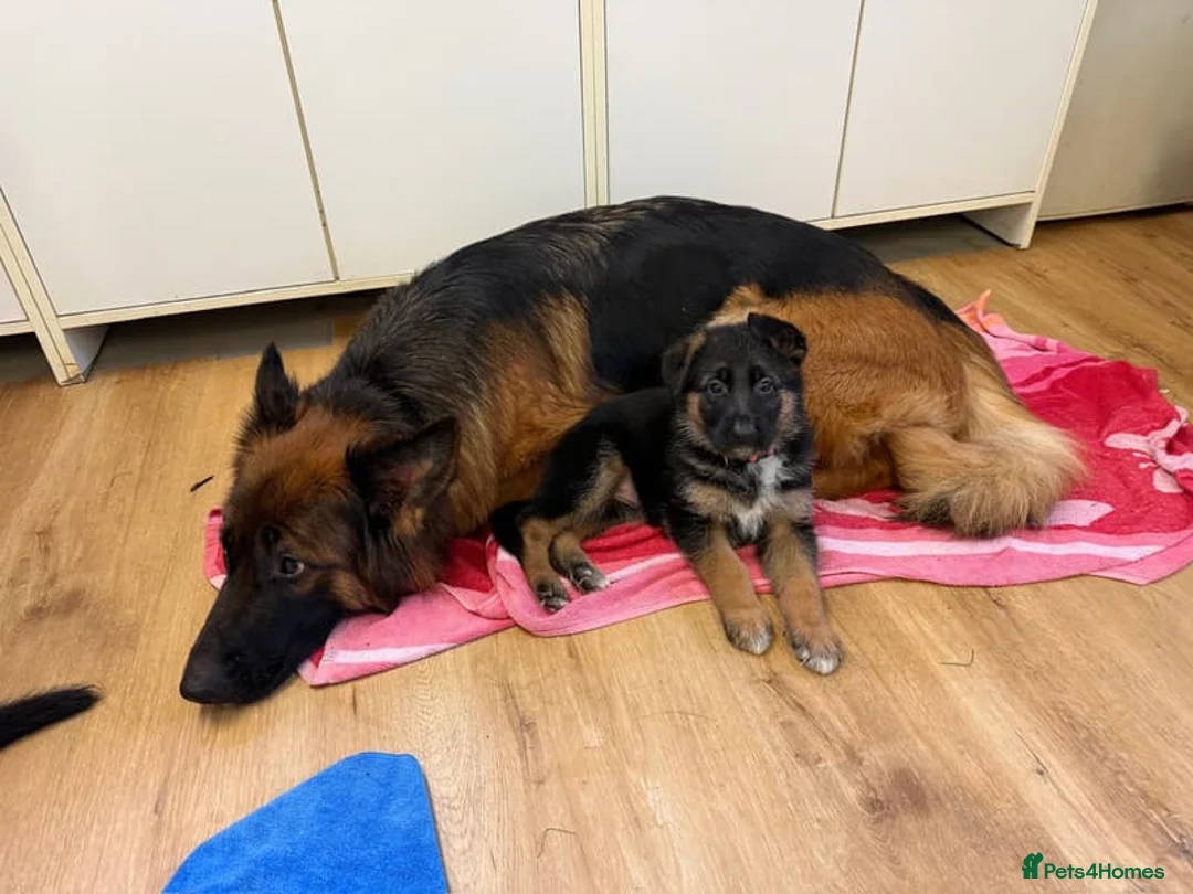 German Shepherd dogs for sale: Adorable German Shepherd puppies in Caernarfon - Advert 2
