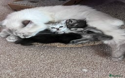 Persian cats for sale: ❤️2 affectionate Persian/Siberian mix babies❤️ - Image 7