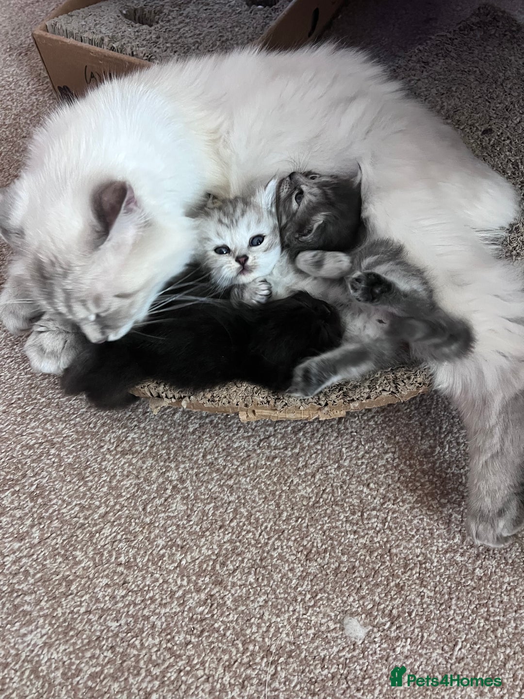 Persian cats for sale: ❤️2 affectionate Persian/Siberian mix babies❤️ - Image 7