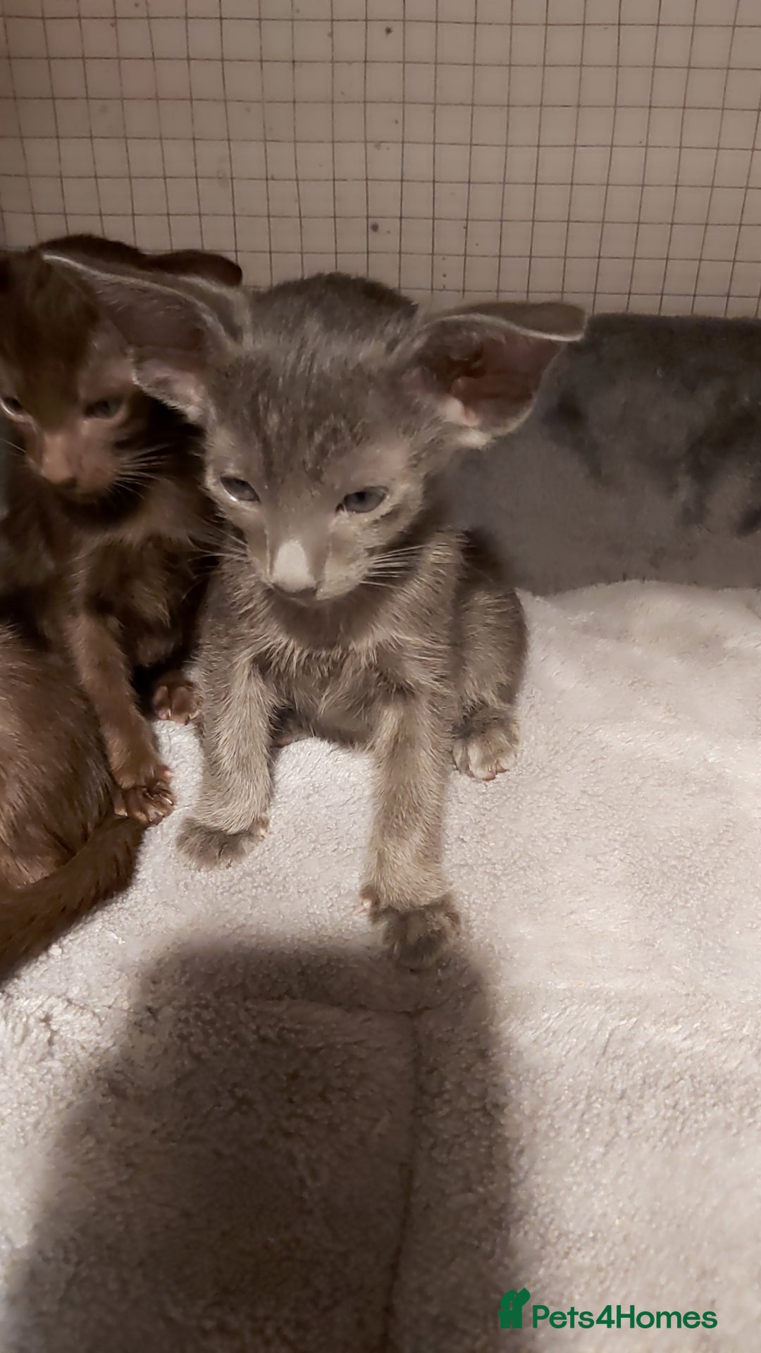 Oriental cats for sale: Full Pedigree Oriental 6 Kittens XL size ears GCCF - Advert 14