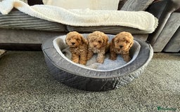 Cavapoo dogs for sale: Stunning F1bb Cavapoo puppies  - Image 5