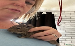 Degus rodents for sale: 2 boy Degus - Image 3