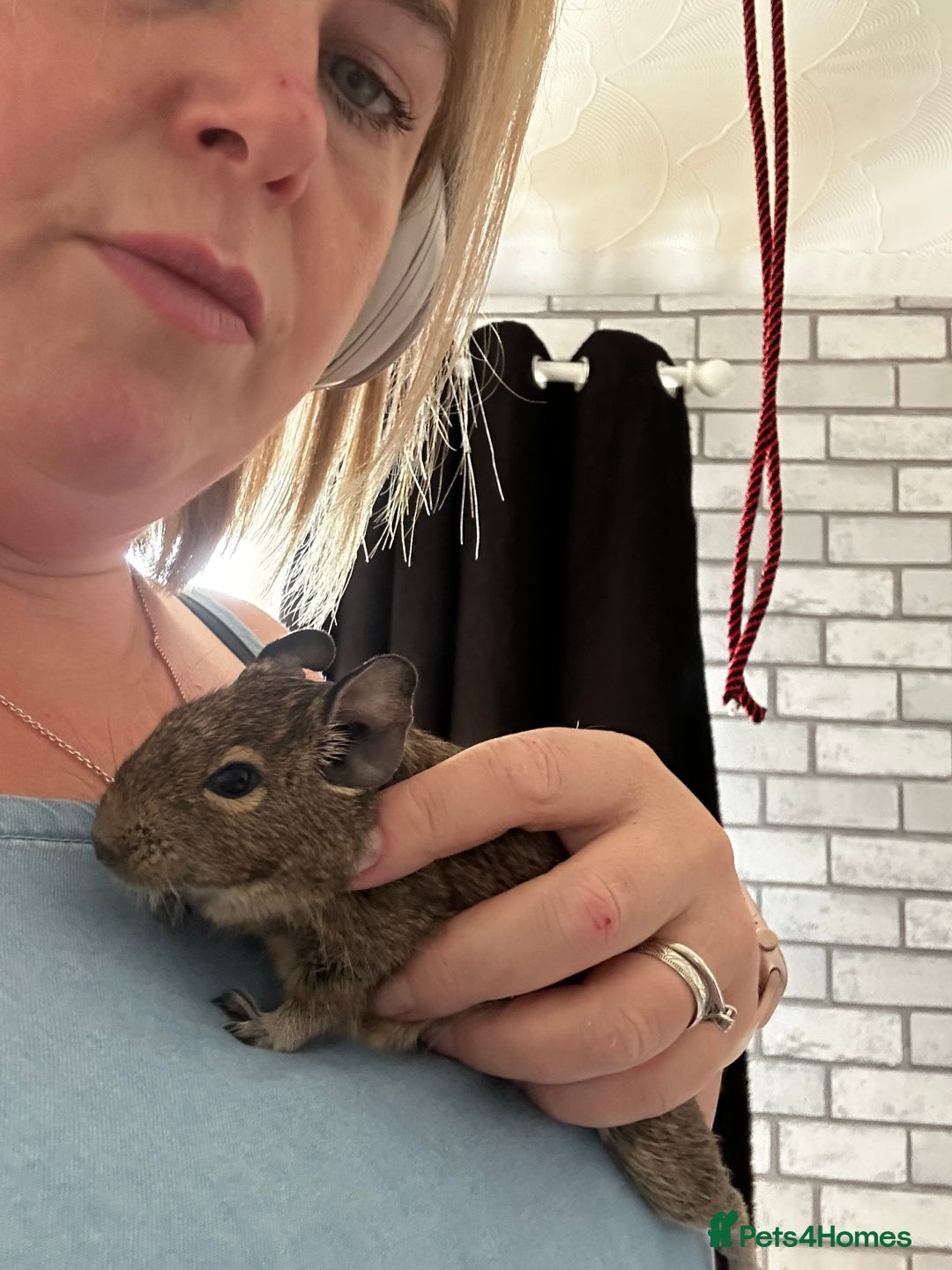 Degus rodents for sale: 2 boy Degus - Image 3