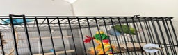 Parakeets birds for sale: 2 x parrotlets Blue and Green - Advert 3