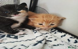 British Shorthair cats for sale: two kittens for sale - Image 11
