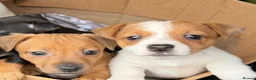 Jack Russell dogs for sale: LAST LITTLE GIRL LEFT WHITE AND TAN READY TO GO - Advert 4