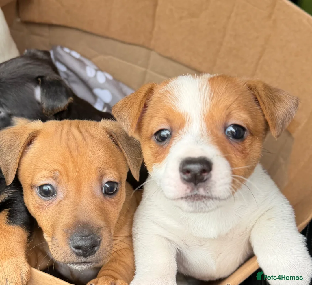 Jack Russell dogs for sale: BEAUTIFUL BLACK AND TAN AND RED AND WHITE  - Advert 2