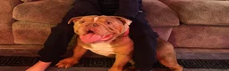 English Bulldog dogs for sale: Beautiful boy  - Advert 4