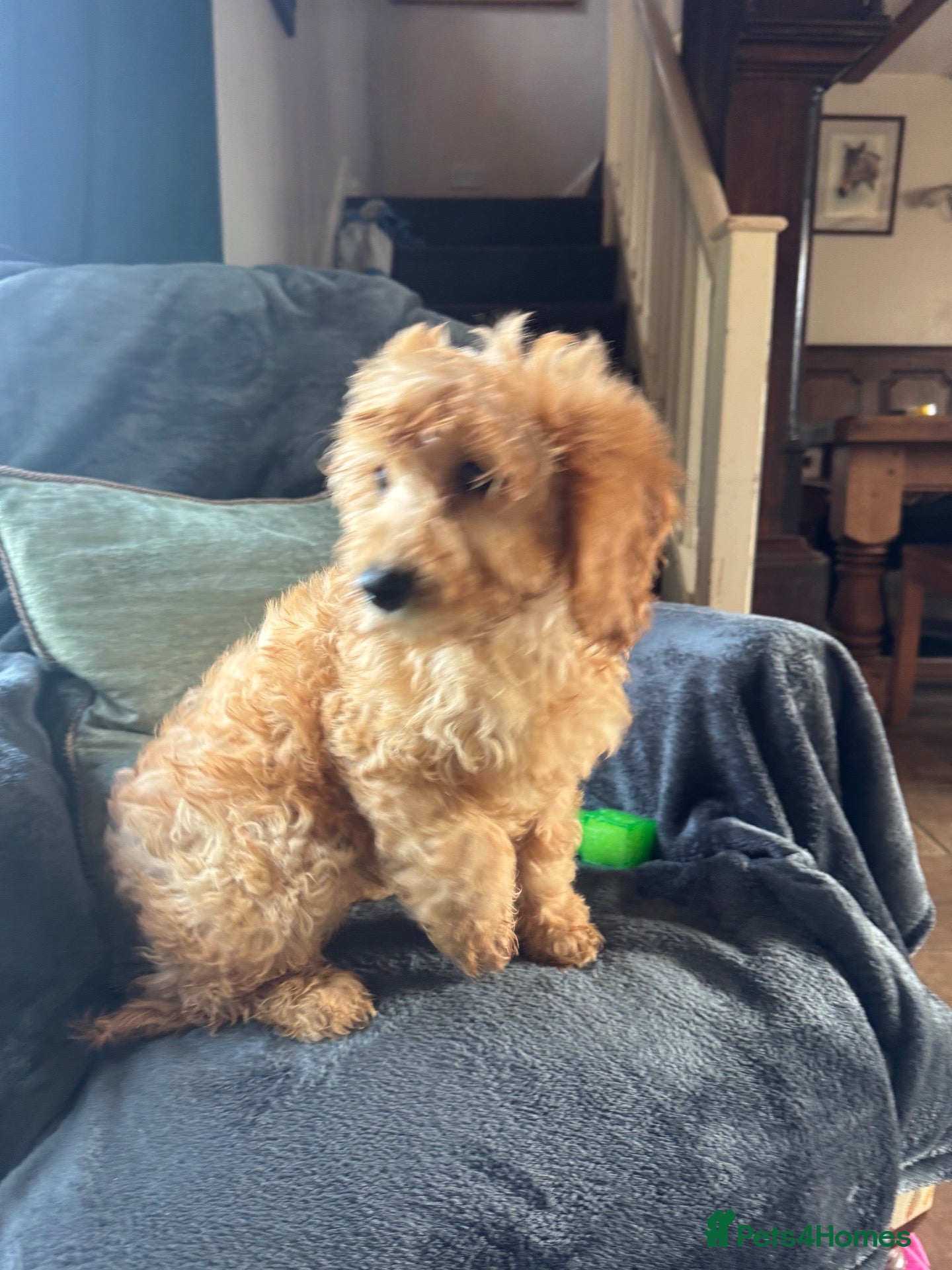 Cockapoo dogs for sale: 2 Girls - sociable happy Cockapoo babies - Advert 2