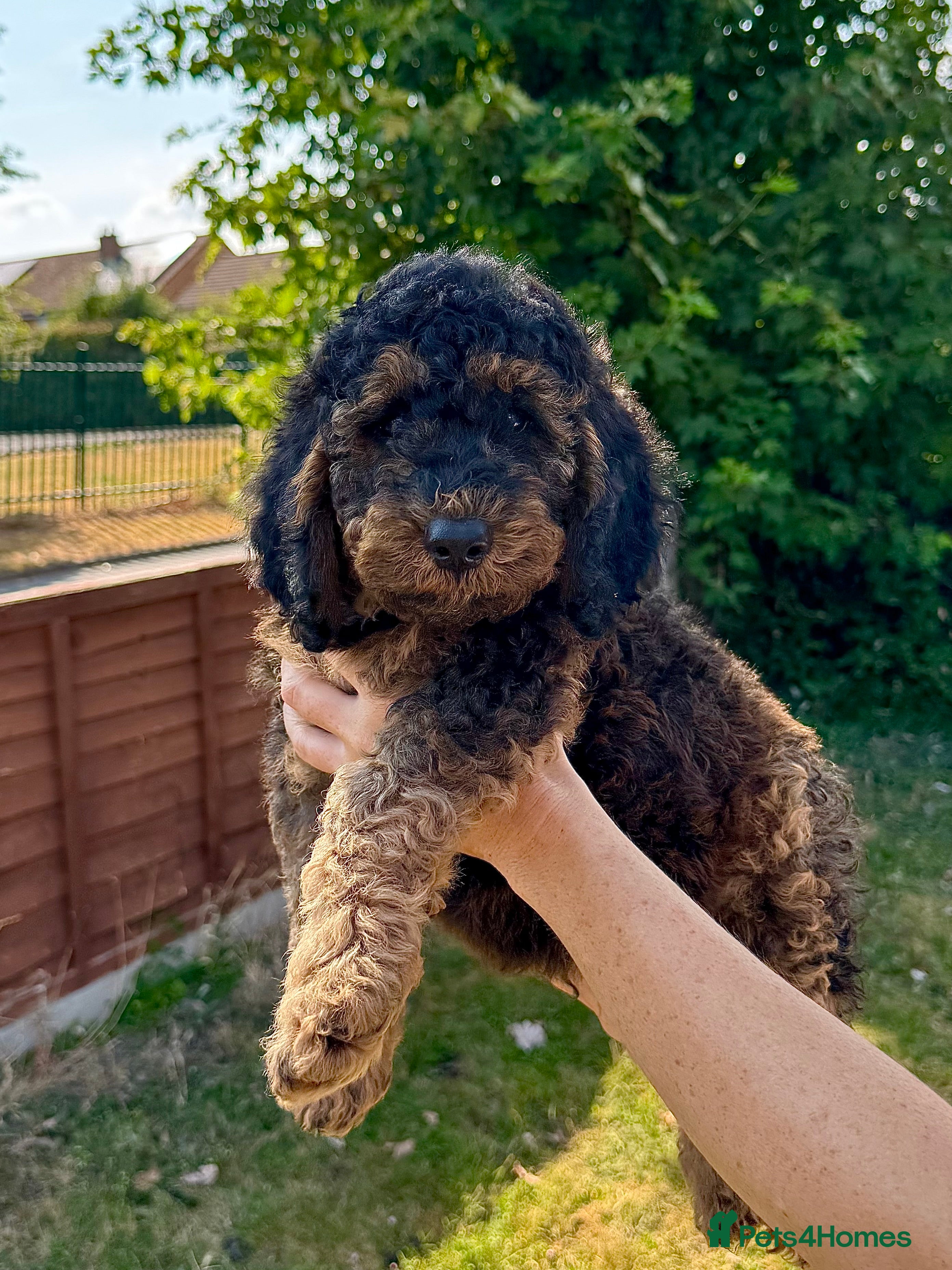 Cockapoo dogs Fully Health Tested Red & Sable F1B Cockapoos 🐶  - Advert 2