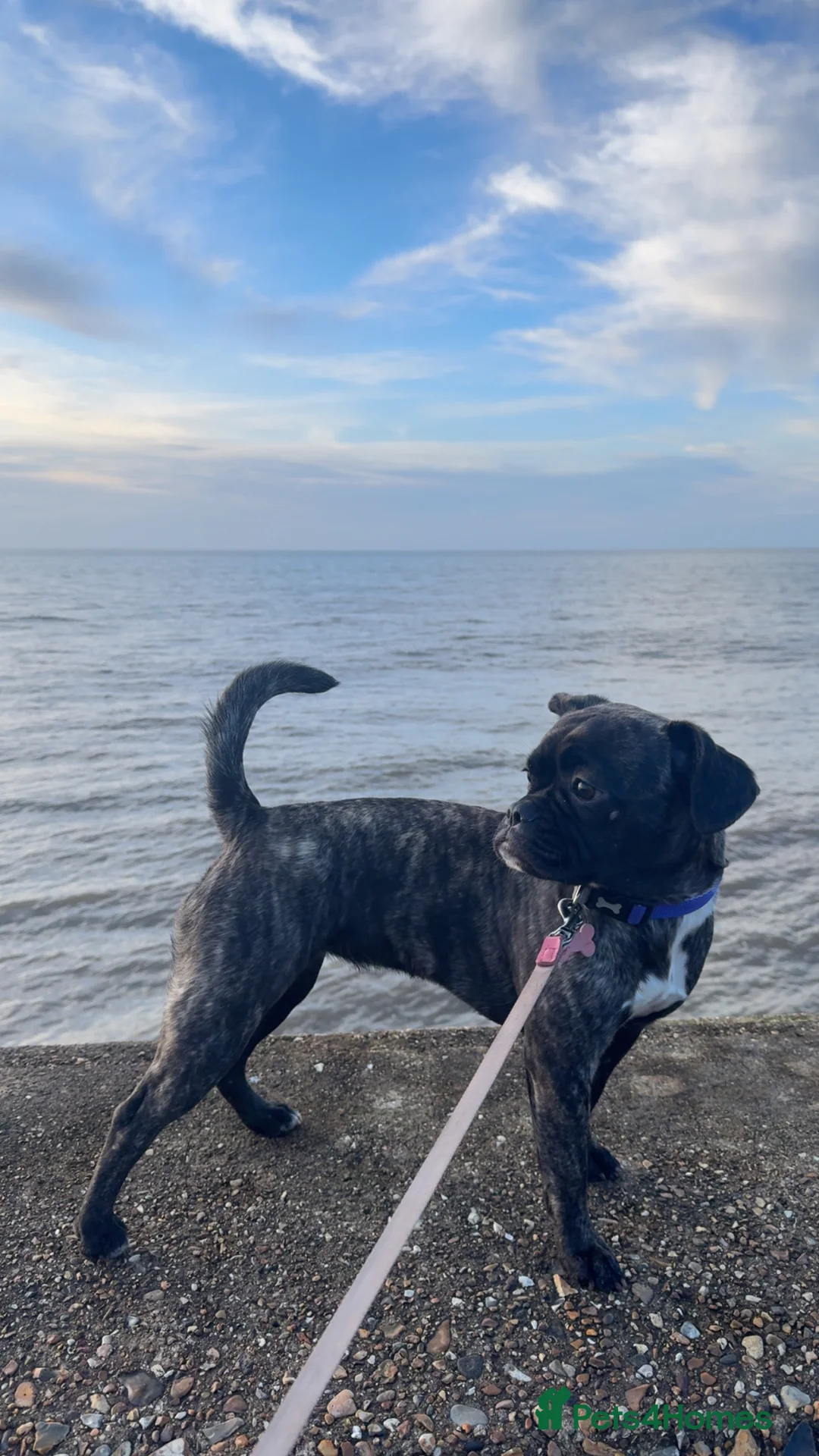 Mixed Breed dogs for sale: Muffin , Jug x Frenchie - Advert 1