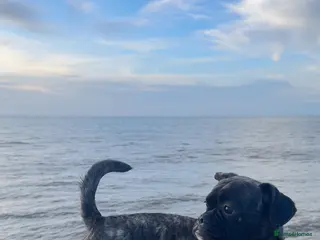 Mixed Breed dogs Muffin , Jug x Frenchie - Advert 12