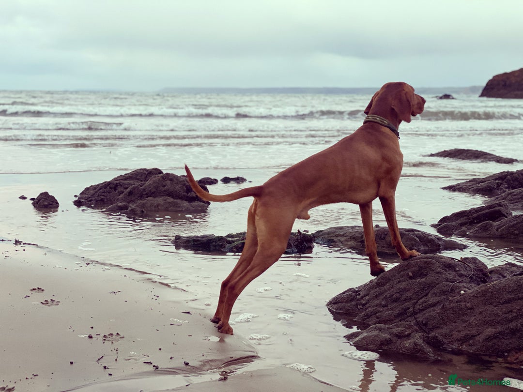 Hungarian Vizsla dogs for stud: Proven KC Registered Hungarian Vizsla in Reading - Advert 7