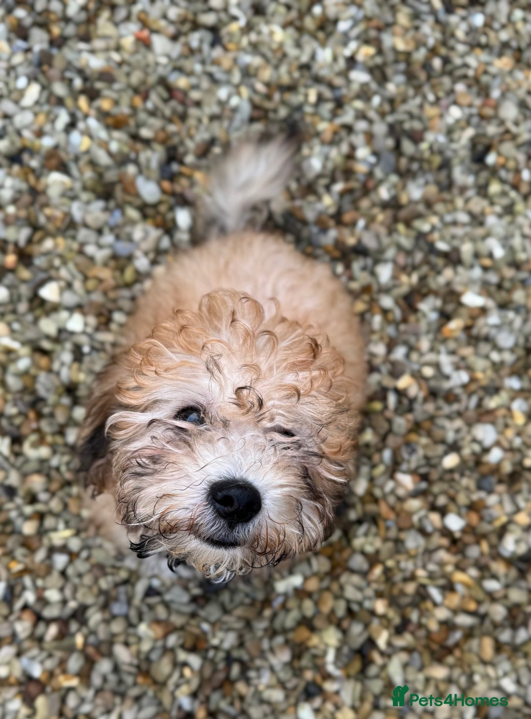 Bichon Frise dogs for sale: Bichon Havanais - Advert 3