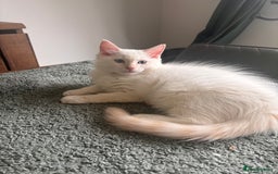 Ragdoll cats for sale: Male flame point pedigree Ragdoll - Image 1