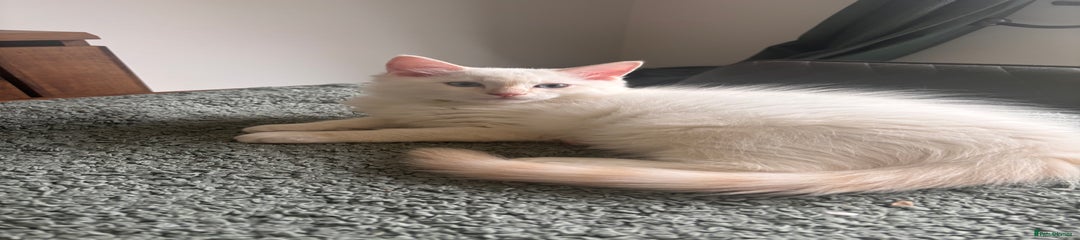 Ragdoll Kitten 1