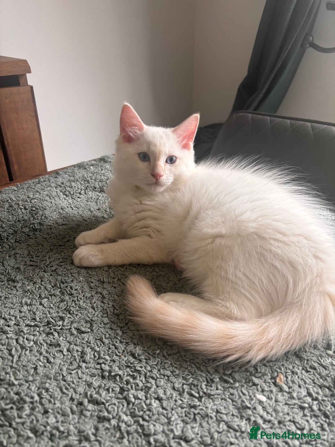 Ragdoll cats for sale: Male flame point pedigree Ragdoll - Image 1