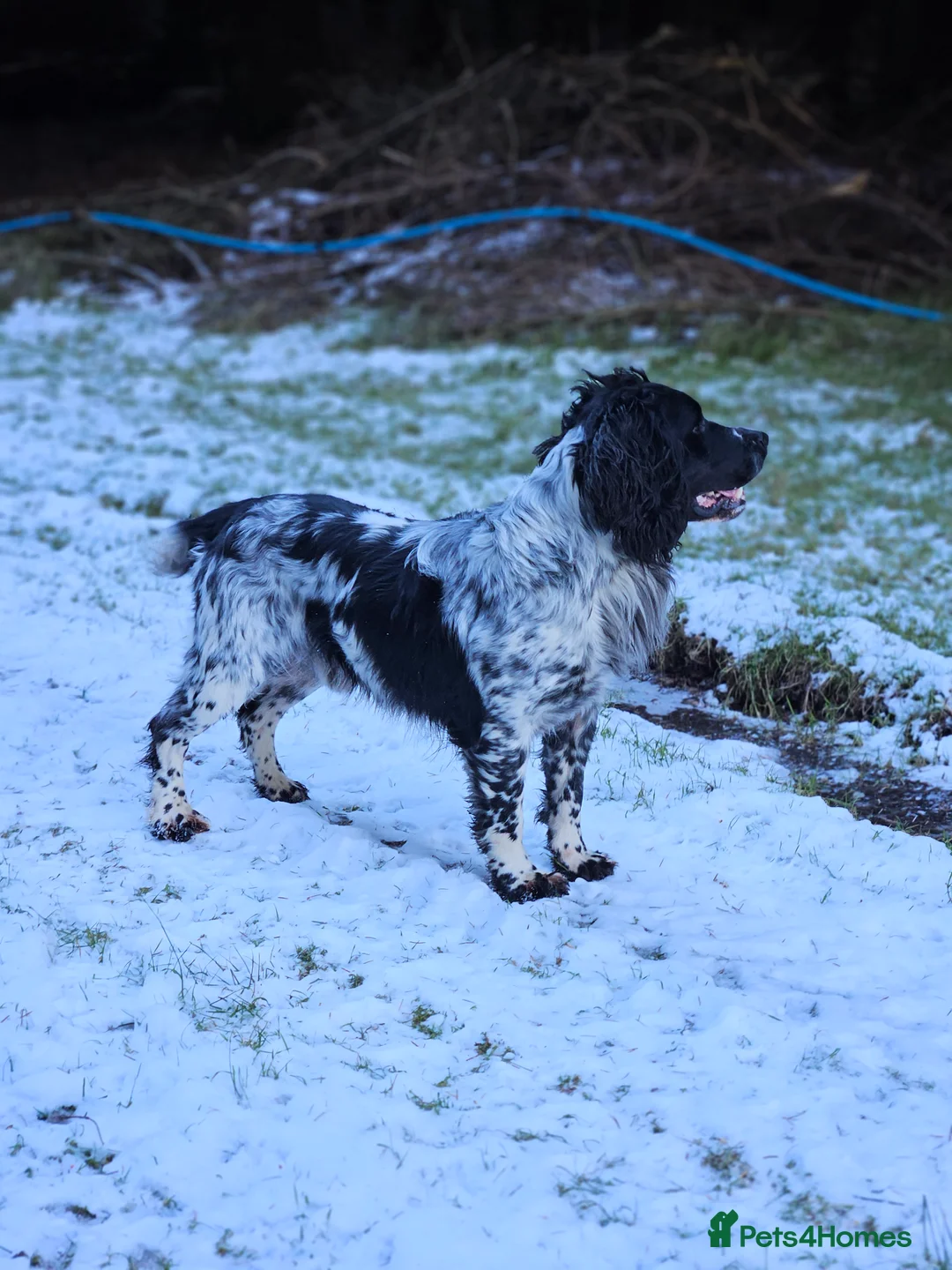 English Springer Spaniel dogs for stud: English Springer Spaniel For Stud - Health Tested in Kirriemuir - Advert 19