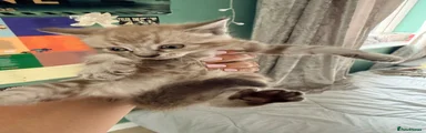 Ragdoll 1