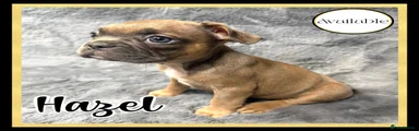 HAZEL - GIRL - AVAILABLE 