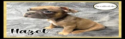 French Bulldog dogs for sale: KC Registered EXCELLENT BLOODLINE HEALTH TESTED - Advert 24