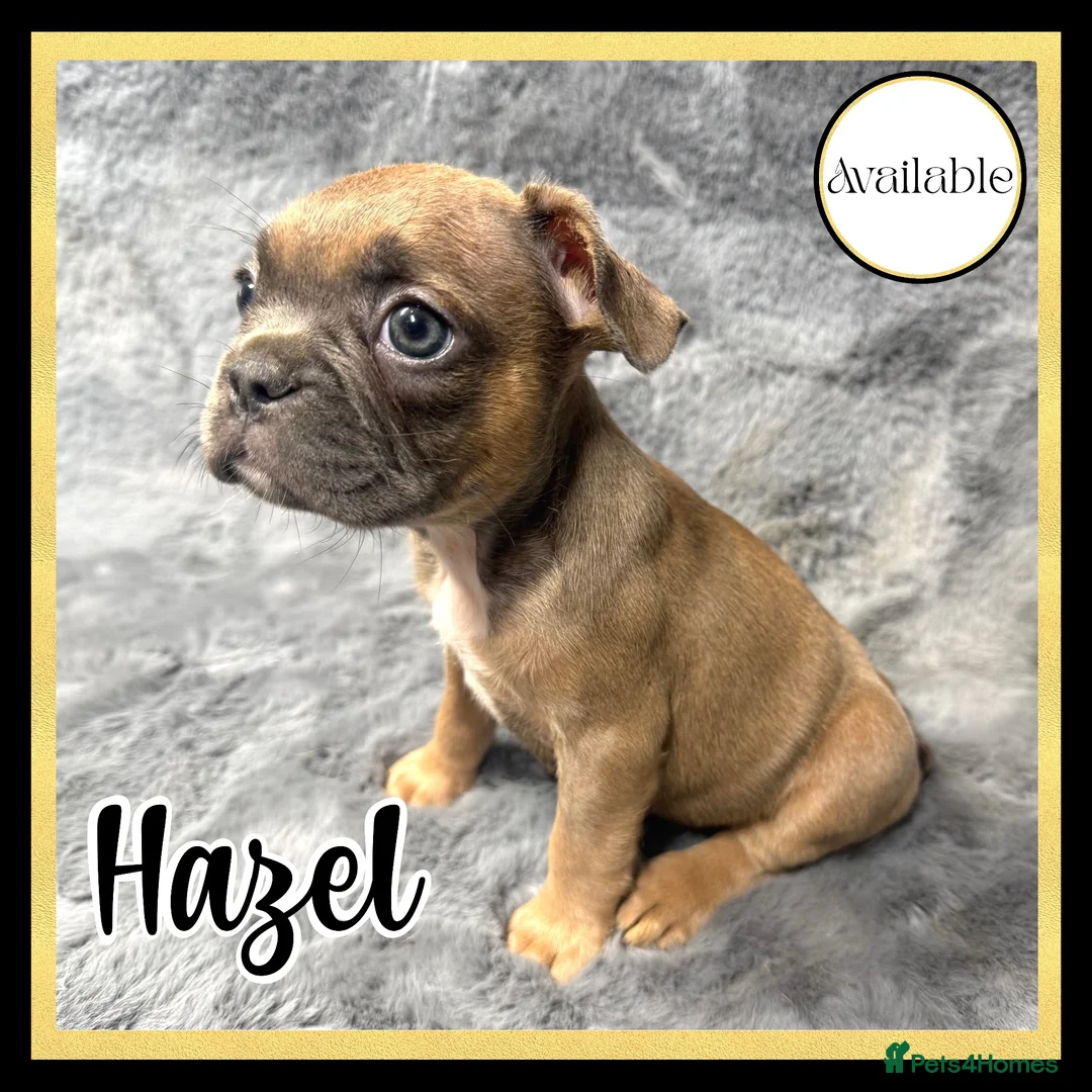 French Bulldog dogs for sale: KC Registered EXCELLENT BLOODLINE HEALTH TESTED - Advert 24