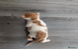 Siberian cats for sale: Georgeous Siberian (mix) kittens - Image 9
