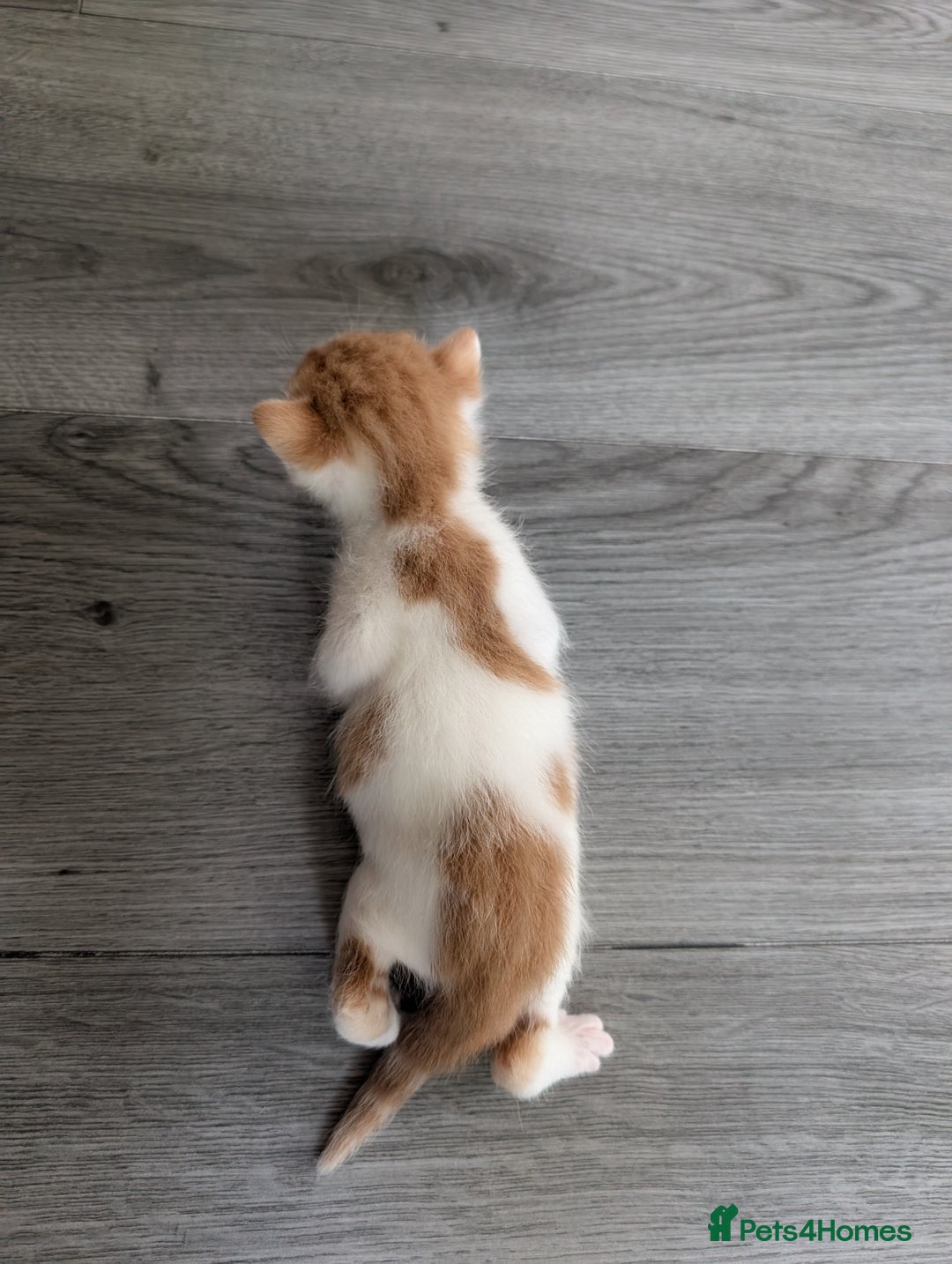 Siberian cats for sale: Georgeous Siberian (mix) kittens - Image 9