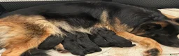 German Shepherd dogs for sale: German shepherd puppies - Advert 3