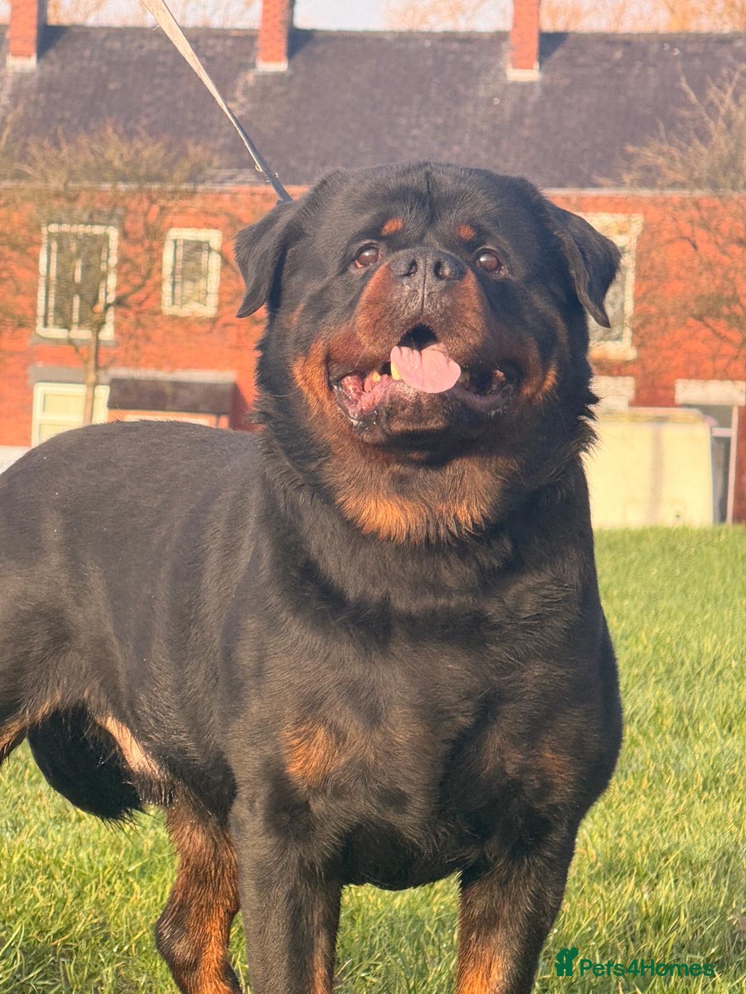 Rottweiler dogs for stud: Top quality health tested kc male German X serbian - Advert 22