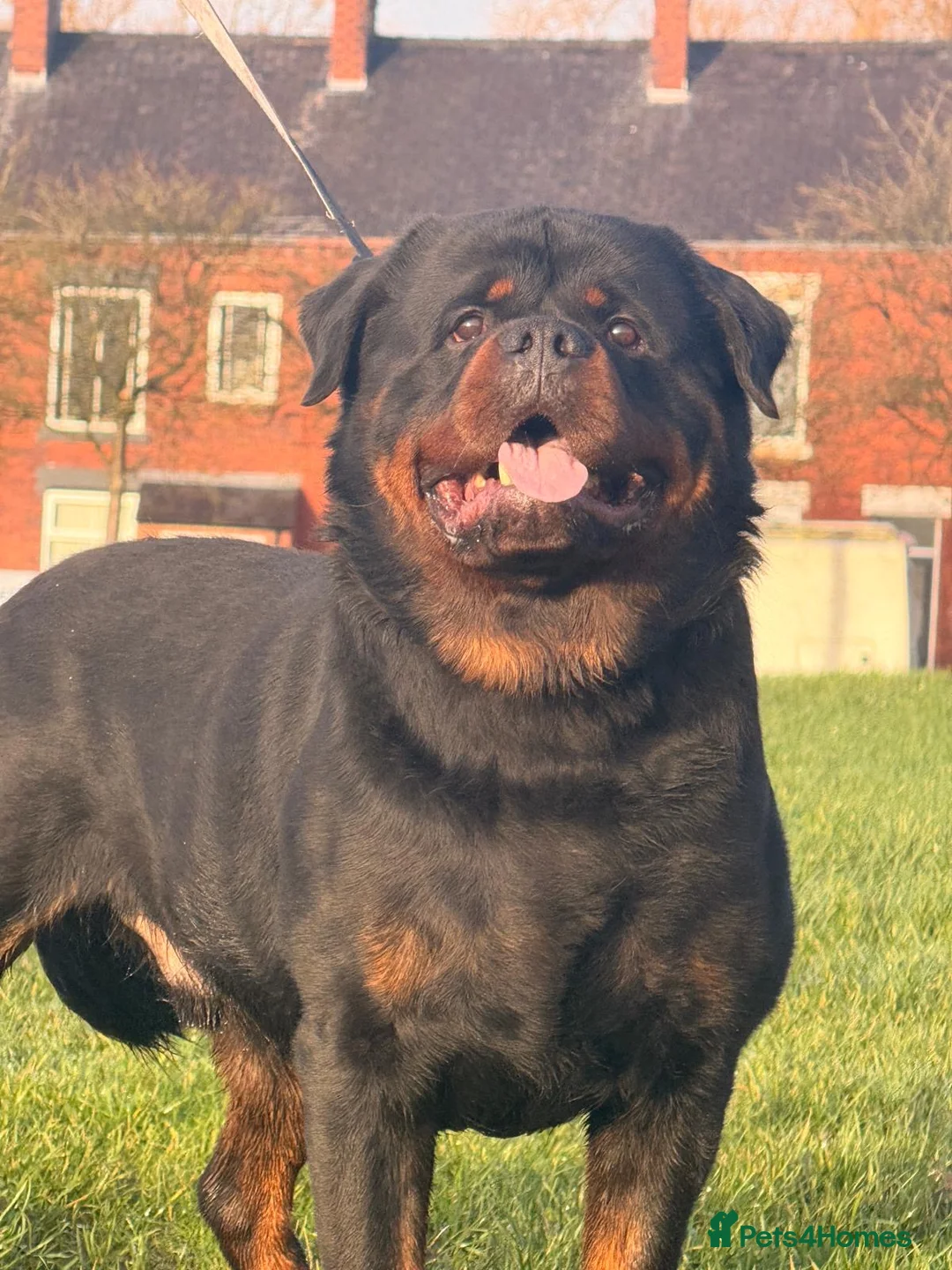 Rottweiler dogs for stud: Top quality health tested kc male German X serbian - Advert 27