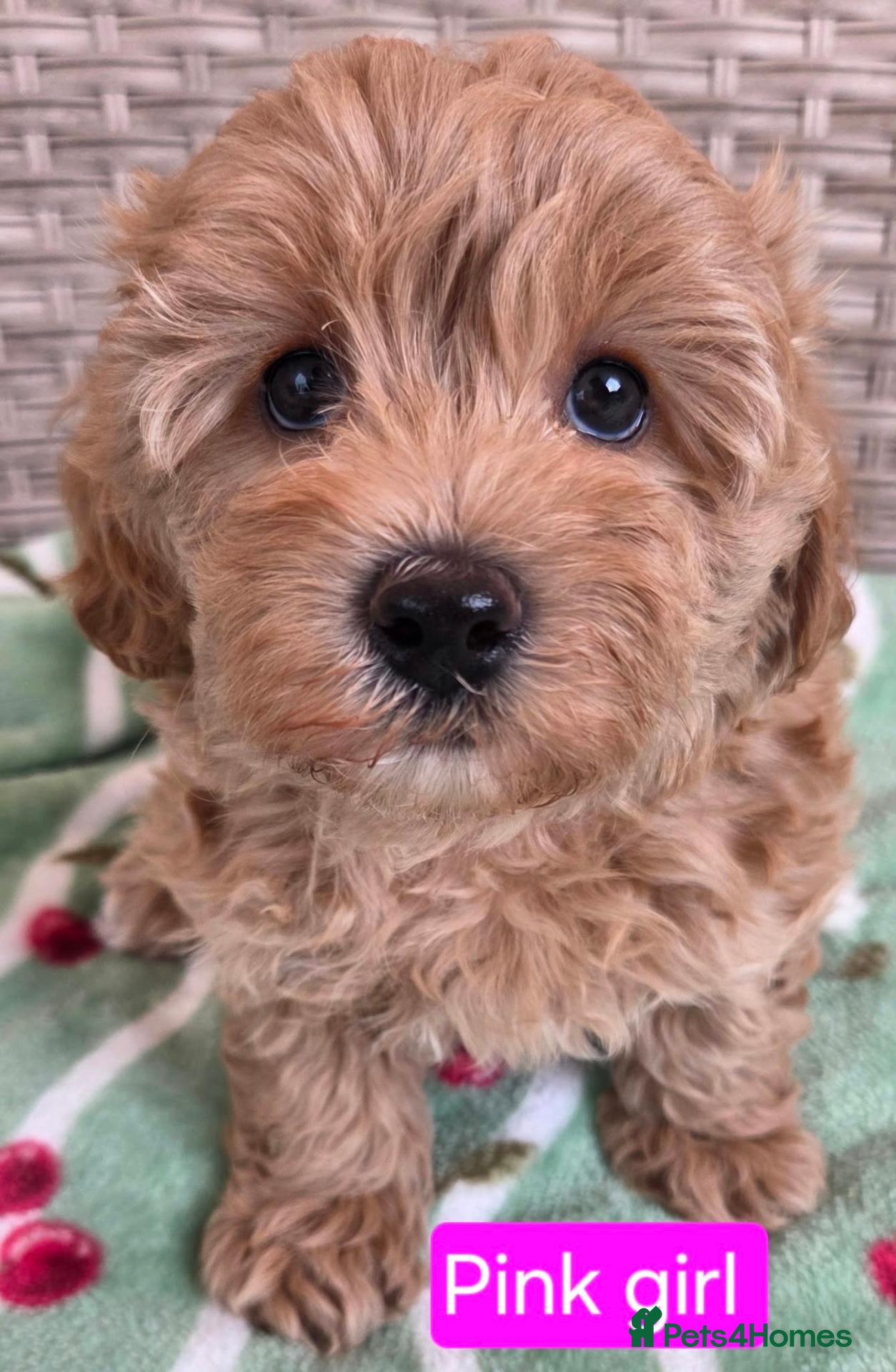 Maltipoo dogs for sale: Beautiful Maltipoo Puppies – Available to Reserve  - Advert 5
