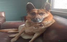 Mixed Breed dogs for adoption: Jessica stunning German Shepherd  - Image 1
