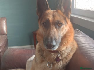 Mixed Breed dogs - Advert 33