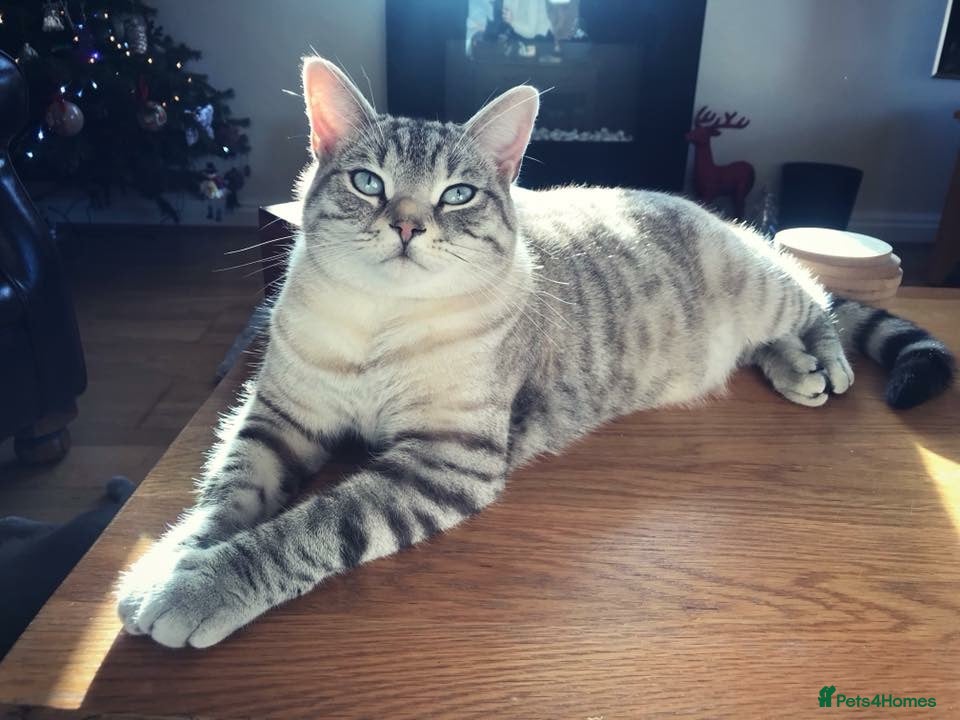 Luna 