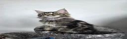 Maine Coon cats for sale: Maine coon pedigree kittens  - Advert 41