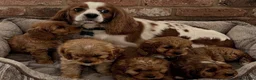 Cavapoo dogs for sale: Adorable F1 Cavapoo Puppies Available Now!!!!! - Advert 7