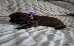Cocker Spaniel dogs for sale: Stunning cocker spaniels for sale - Image 24