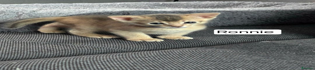 Abyssinian Kitten 1 (Ronnie)