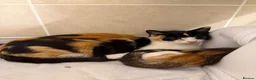 Domestic Shorthair cats for sale: domestic short hairs in Denbigh - Advert 6