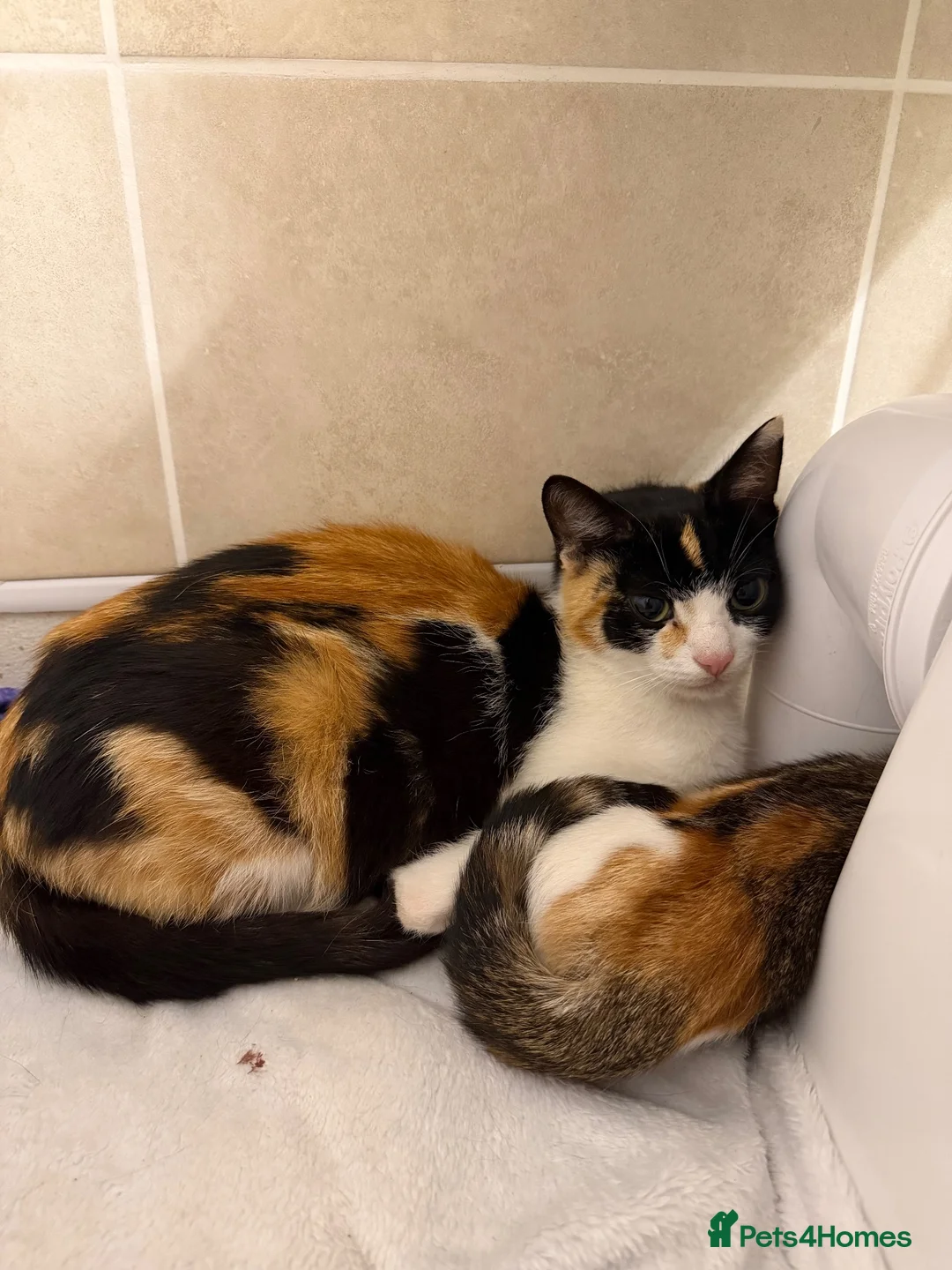 Domestic Shorthair cats for sale: domestic short hairs in Denbigh - Advert 6